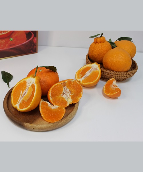 당도선별 프리미엄 한라봉&레드향 하프셋 2.5kg(13과내)_비닐팩